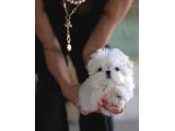 Kore Maltese - 3