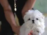 Kore Maltese - 3