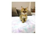 Aşırı Sevgi Dolu Bir British-3,5 Aylık Dişi - British Shorthair