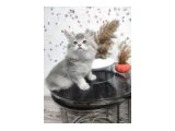 Scrli baba dan efsane yavrular - British Longhair