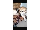 Acill - Köpek