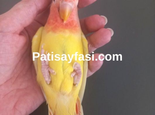 Evcil isirmayan sevda papağanı yavrusu 