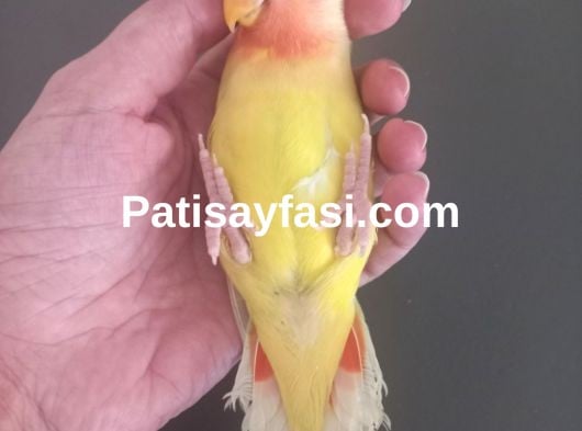 Evcil isirmayan sevda papağanı yavrusu 