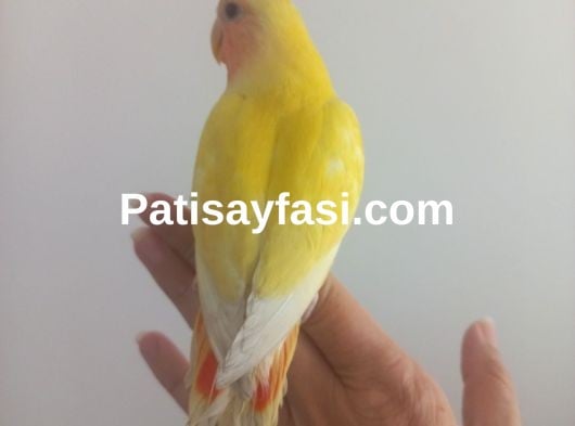 Evcil isirmayan sevda papağanı yavrusu 