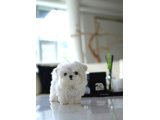 Kore Maltese - 2
