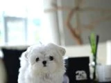 Kore Maltese - 2