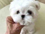 Kore Maltese 