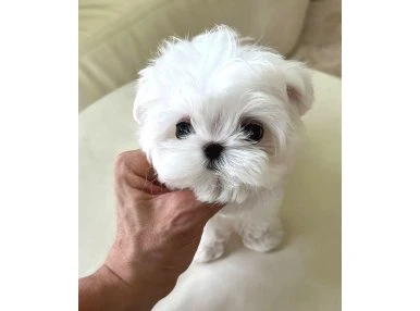 Kore Maltese 