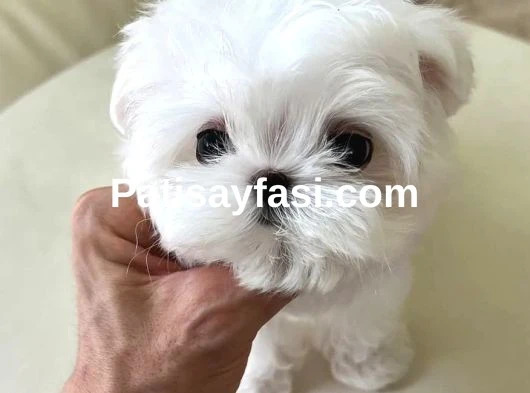 Kore Maltese 