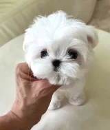 Kore Maltese - Köpek