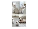 Birbirinden Güzel British Shorthair Bebeklerimiz