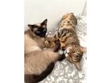 Alf ve Sütlaç Çifti için Yuva Arıyorum - 3