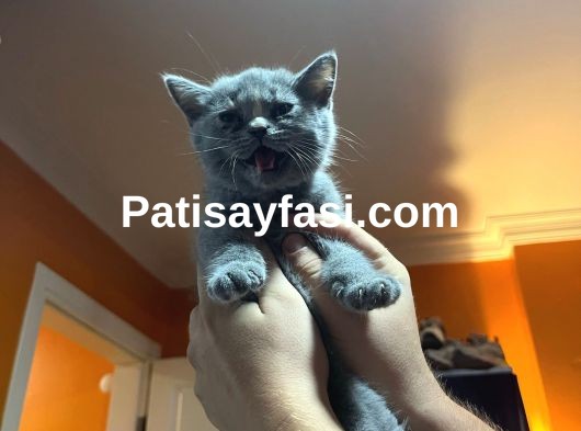 25 Mayıs doğumlu son 2 yavru