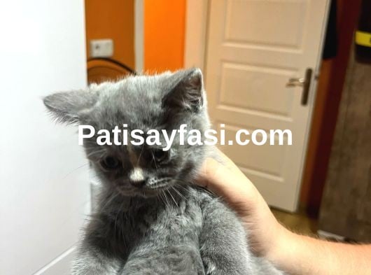 25 Mayıs doğumlu son 2 yavru