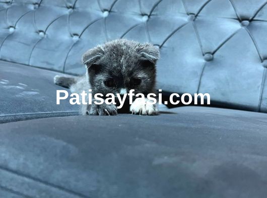 25 Mayıs doğumlu son 2 yavru