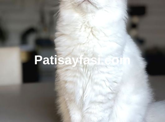 Dünyalar güzelim kızım 