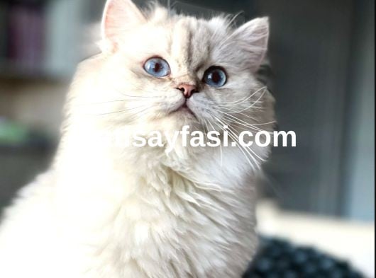 Dünyalar güzelim kızım 