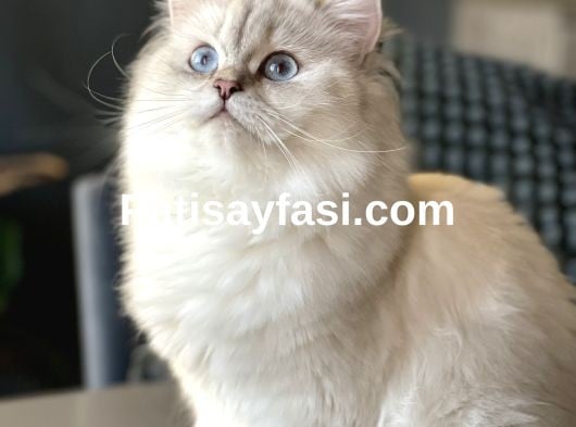 Dünyalar güzelim kızım 