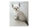 Birbirinden Güzel British Shorthair Bebeklerimiz - 2