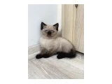 Birbirinden Güzel British Shorthair Bebeklerimiz - 3