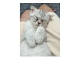 British Shorthair yavru 2.5 aylık - 3