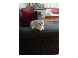 British Shorthair yavru 2.5 aylık - 2