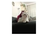 British Shorthair yavru 2.5 aylık
