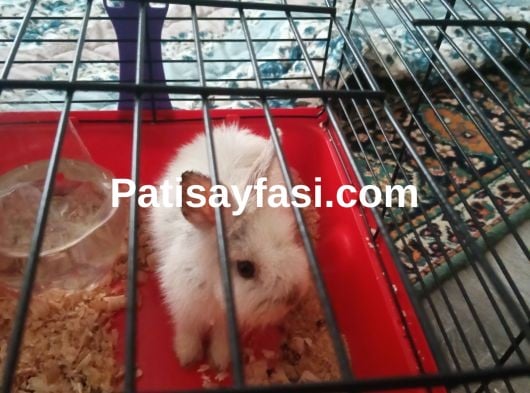 Kafesiyle sahiplendirme