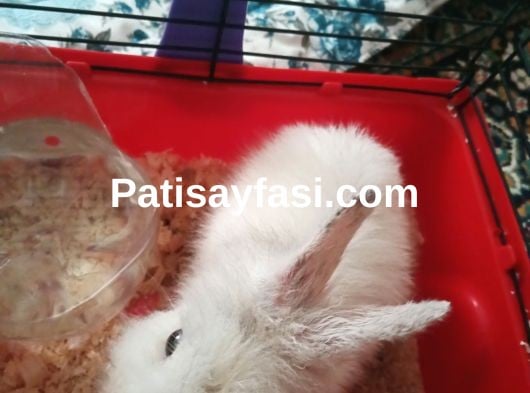 Kafesiyle sahiplendirme