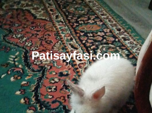 Kafesiyle sahiplendirme