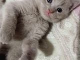 Renk Renk British Shorthair Erkek ve Dişi Yavrular (uygun)
