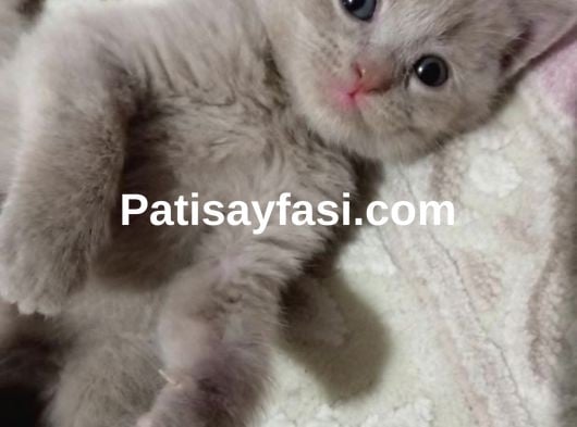 Renk Renk British Shorthair Erkek ve Dişi Yavrular (uygun)