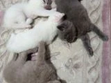 Renk Renk British Shorthair Erkek ve Dişi Yavrular (uygun) - 2