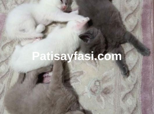 Renk Renk British Shorthair Erkek ve Dişi Yavrular (uygun)