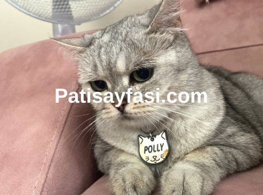 POLLY’e KALICI YUVA ARANIYOR