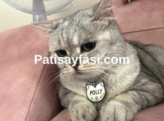 POLLY’e KALICI YUVA ARANIYOR