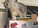 POLLY’e KALICI YUVA ARANIYOR - 2