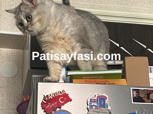 POLLY’e KALICI YUVA ARANIYOR