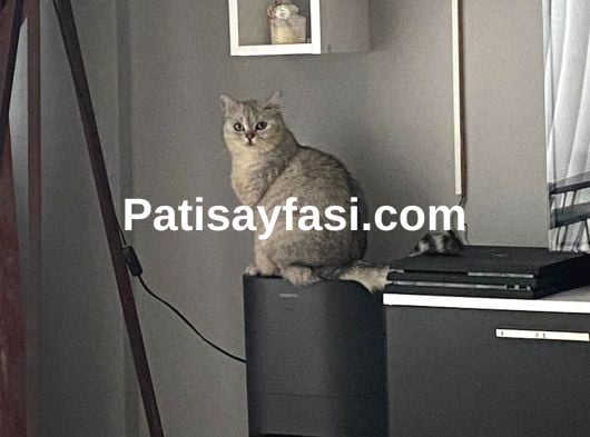 POLLY’e KALICI YUVA ARANIYOR