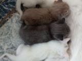 Renk Renk British Shorthair Erkek ve Dişi Yavrular (uygun)
