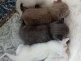 Renk Renk British Shorthair Erkek ve Dişi Yavrular (uygun) - 3