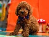 Orjinal En Özel Poodle Bebeklerimiz