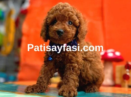 Orjinal En Özel Poodle Bebeklerimiz
