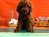 Orjinal En Özel Poodle Bebeklerimiz - 6