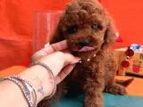 Orjinal En Özel Poodle Bebeklerimiz - 3