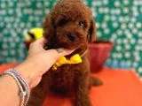 Orjinal En Özel Poodle Bebeklerimiz - 4