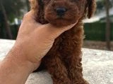 Orjinal En Özel Poodle Bebeklerimiz - 7