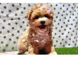 Maltipoo Bebeklerimiz - 4