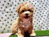 Maltipoo Bebeklerimiz - 4