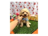 Maltipoo Bebeklerimiz - 5